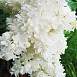 Сирень обыкновенная 'Сувенир Алисы Хардинг' (белая)