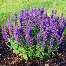 Сальвия пышная (Шалфей) 'Мерло Блю Компакт'