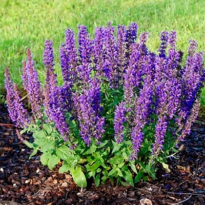 Сальвия пышная (Шалфей) 'Мерло Блю Компакт'