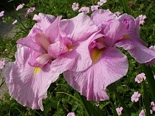 Ирис японский 'Момогасуми'