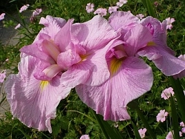 Ирис японский 'Момогасуми'