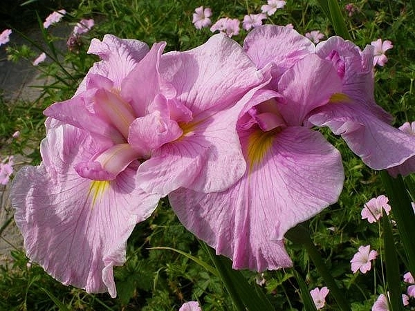 Ирис японский 'Момогасуми'