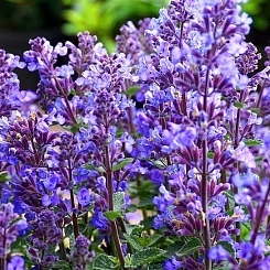 Котовник Фассенa 'Сикс  Хиллз Джайнт'