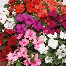 Бальзамин Уоллера 'Свит' (микс)