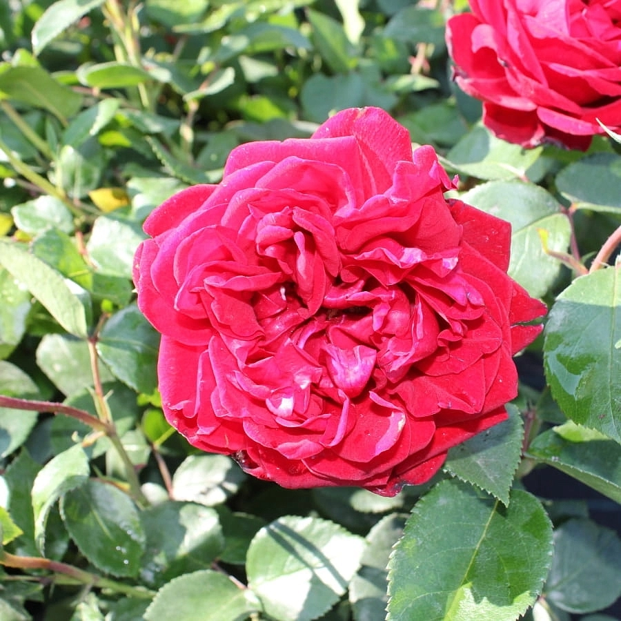 Роза 'Югендлибе' (флорибунда) (красная)