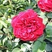 Роза 'Югендлибе' (флорибунда) (красная)