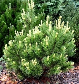 Сосна горная 'Пал Малетер'