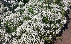 Алиссум морской (Лобулярия) 'Тини Тим'
