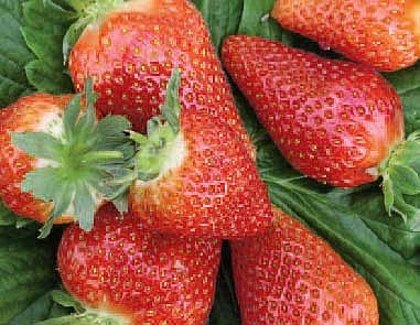 Земляника (клубника) 'Анита'