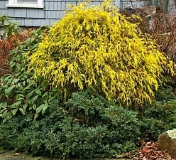 Кипарисовик горохоплодный 'Филифера Аурея'