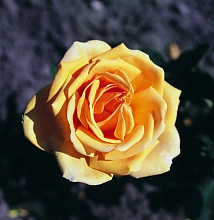 Роза 'Валенсия' (чайно-гибридная) (темно желтая)