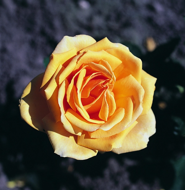 Роза 'Валенсия' (чайно-гибридная) (темно желтая)