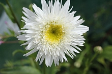 Нивяник 'Вирал Суприм'