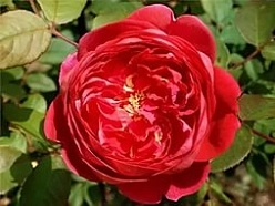 Роза 'Бенджамин Бриттен' (английская) (красная)