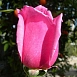 Роза 'Эйфель Тауэр' (чайно-гибридная) (розовая)