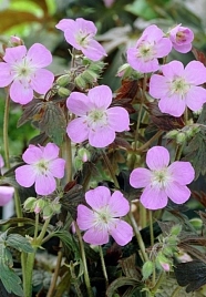 Герань пятнистая 'Эспрессо