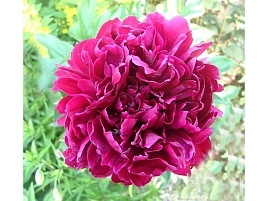 Пион молочноцветковый 'Матильда Льюис' (пурпурный)