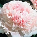 Пион молочноцветковый 'Шифон Парфэ' (коралово - белый)