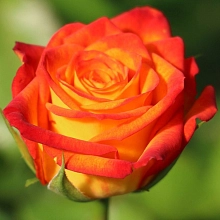 Роза 'Утопия' (чайно-гибридная) (красно - желтая)