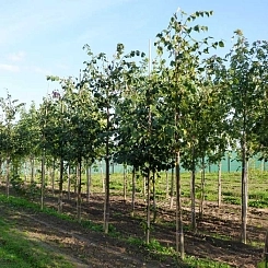 Липа мелколистная (сердцелистная) (подвой)