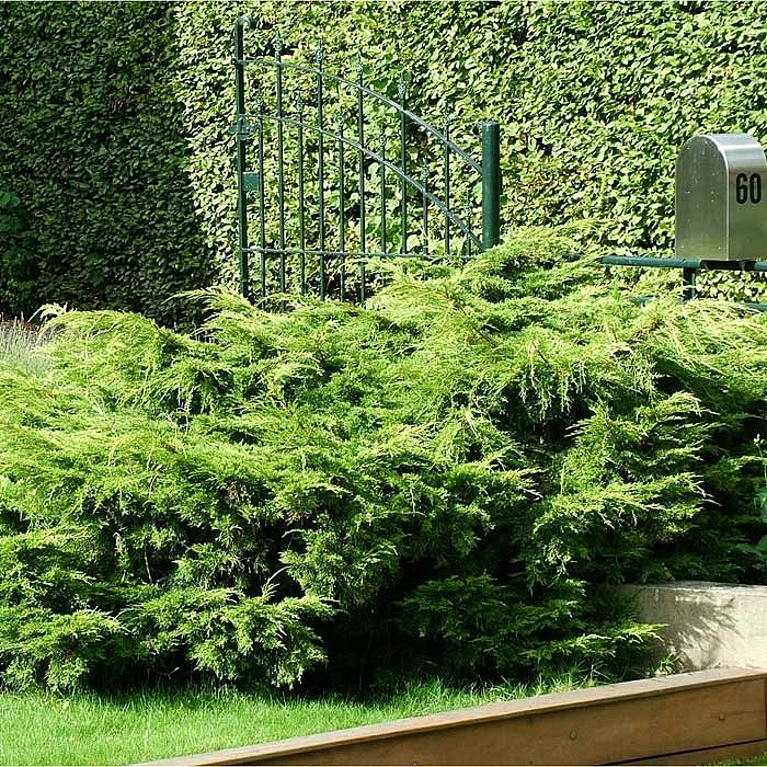 Можжевельник пфитцериана 'Пфитцериана Аурея'