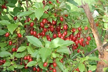 Гуми (Лох многоцветковый)