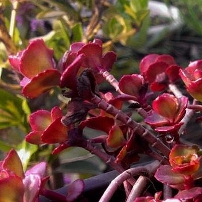 Седум ложный (Очиток) 'Пурпуреум Винтер'