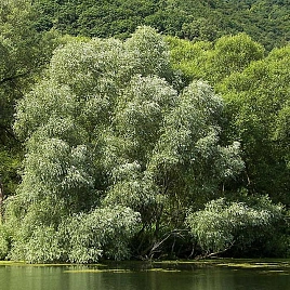 Ива белая