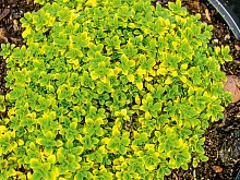 Тимьян лимоннопахнущий 'Бертрам Андерсон'