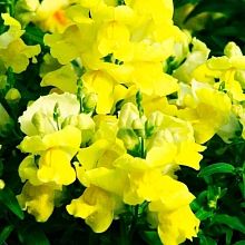 Антирринум компактный (Львиный зев) 'Флорал Шауэрс Йеллоу' 