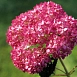 Гортензия древовидная 'Пинк Анабель'