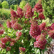 Гортензия метельчатая 'Меджикал Флейм'