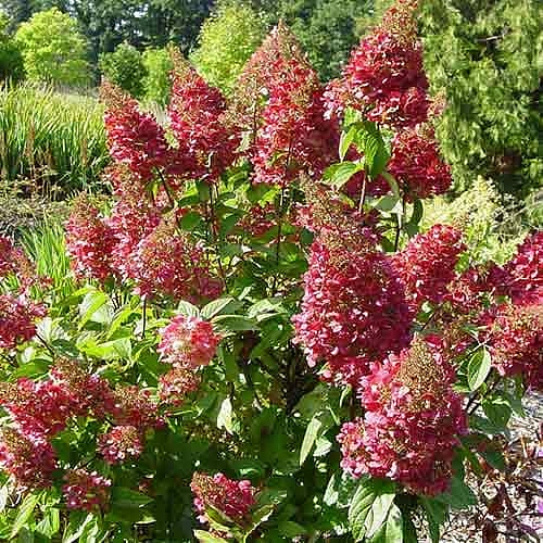 Гортензия метельчатая 'Меджикал Флейм'