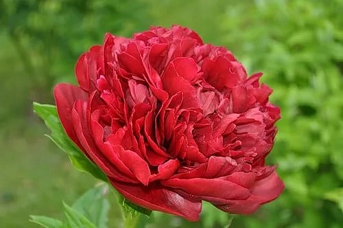 Пион молочноцветковый 'Генри Бокстос' (красный)