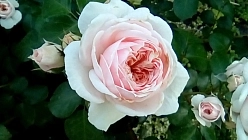 Роза 'Синдерелла' (шраб) (бледно-розовая)