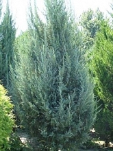 Можжевельник скальный 'Блу Хэвен'