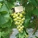 Виноград Жемчуг Сабо Виноград Жемчуг Сабо