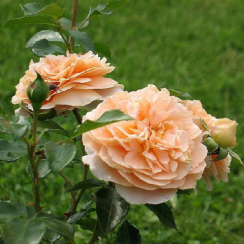 Роза Сервия (Cervia)