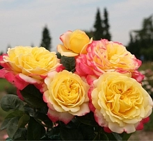 Роза 'Кордес Юбилей' (чайно-гибридная) (желто-красные)