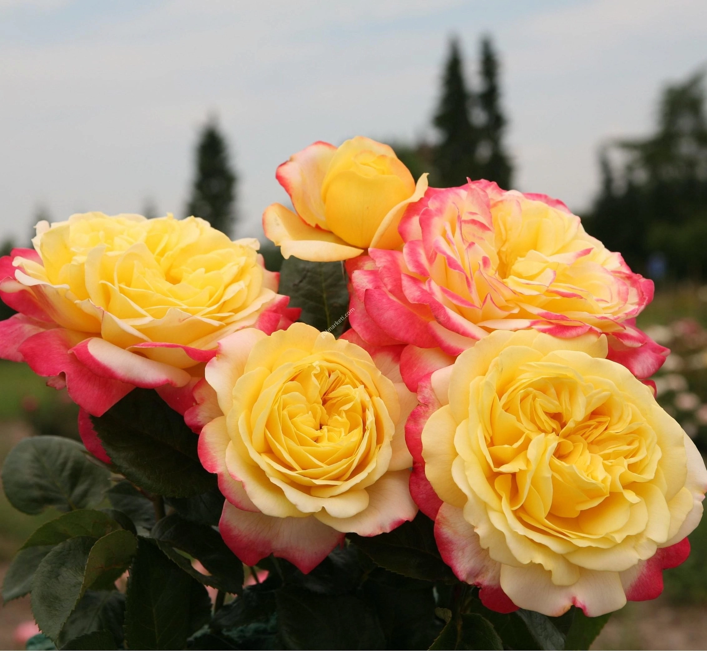 Роза 'Кордес Юбилей' (чайно-гибридная) (желто-красные)