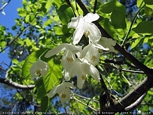 Халезия  каролинская