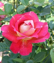 Роза 'Пикок ай' (плетистая) (бело - розовая)