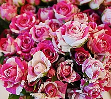 Роза 'Флеш Денc' (чайно-гибридная) (розово - белая)