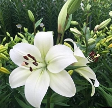 Лилия 'Ричмонд' (белая)