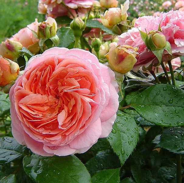 Роза 'Чипендейл' (шраб) (коралово -оранжевая)