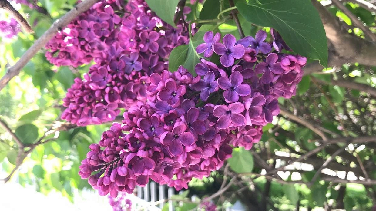 Сирень обыкновенная 'Жди меня' (лиловая)