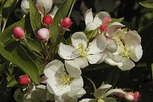 Яблоня декоративная 'Куртабри'