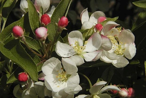 Яблоня декоративная 'Куртабри'