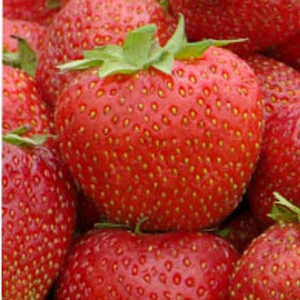 Земляника (клубника) 'Карнавал'