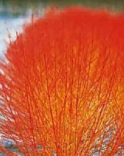 Дерен красный Анис 'Винтер Орандж'